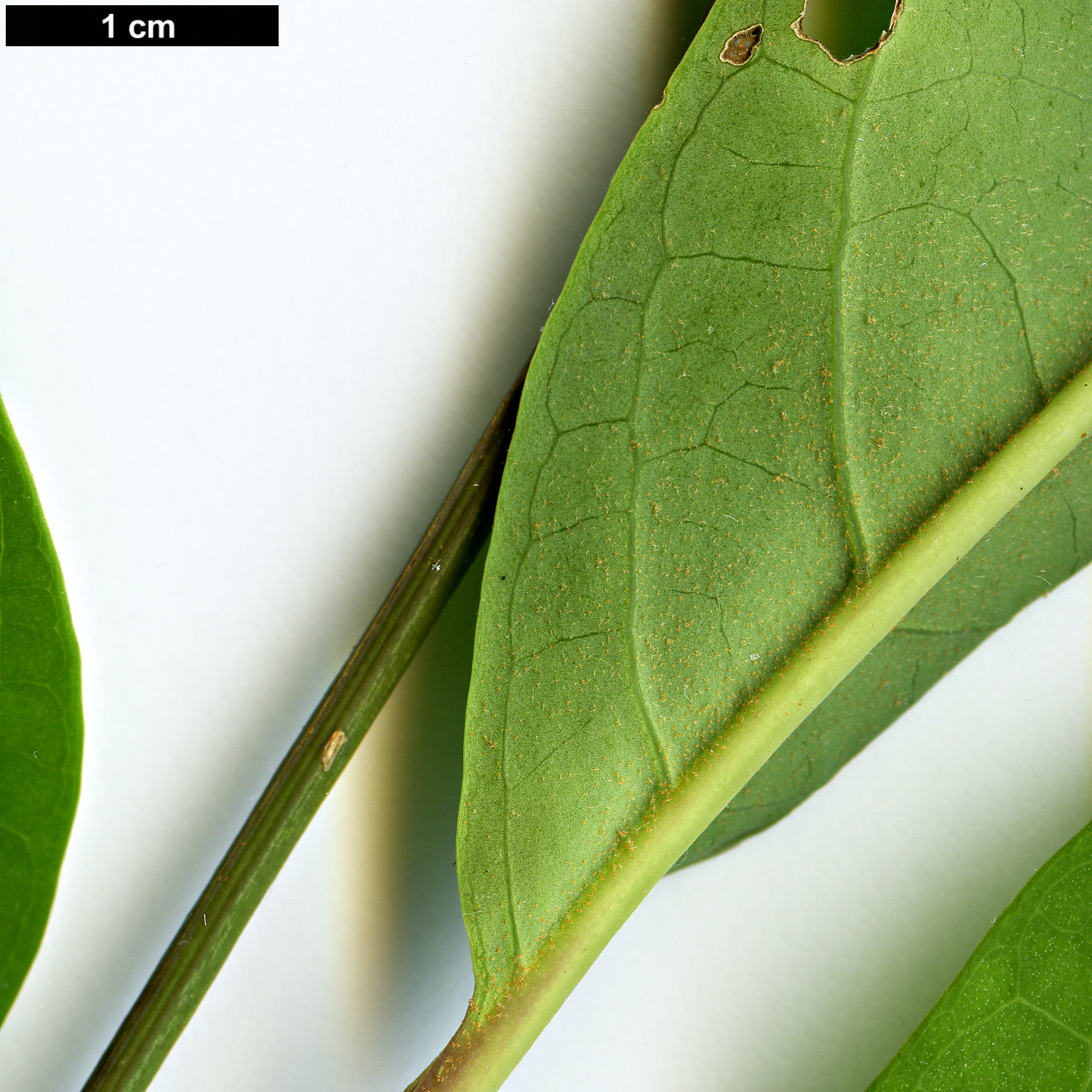 High resolution image: Family: Araliaceae - Genus: Schefflera - Taxon: hoi